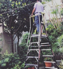 Platform Step Ladder vs Extension Ladder